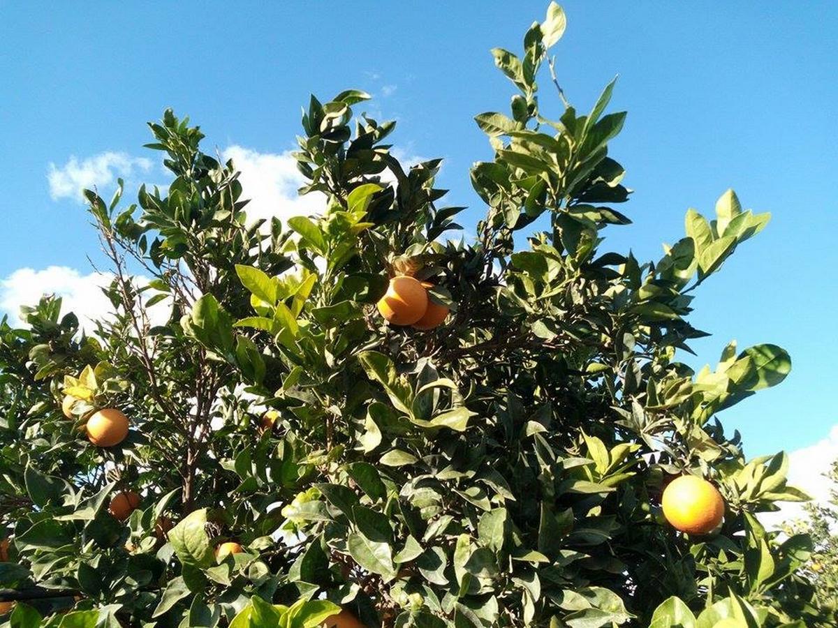 מלון נוטו Agriturismo Calamosche מראה חיצוני תמונה
